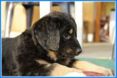 Archie a klobáska [nové okno]